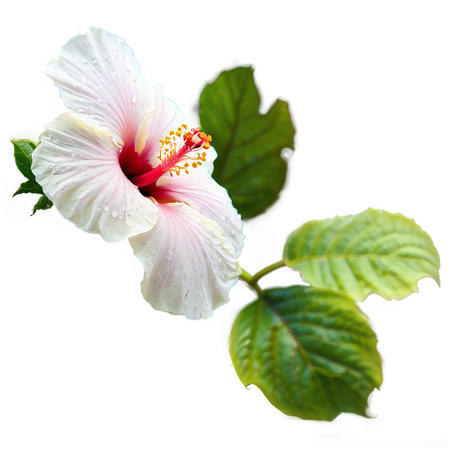 Hibiscus Bloom Png 05232024