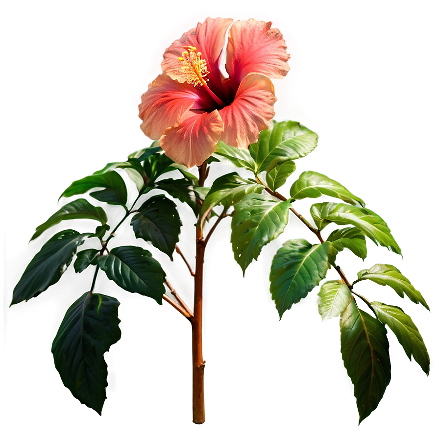 Hibiscus Border Png 05232024