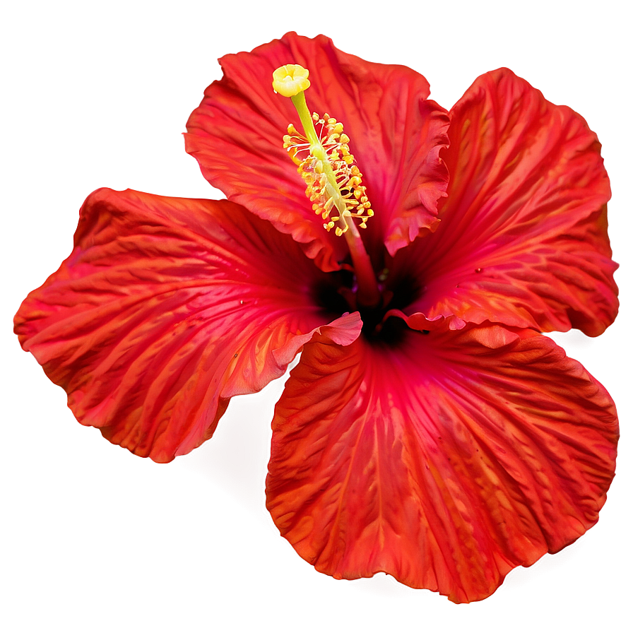 Hibiscus Close-up Png 24