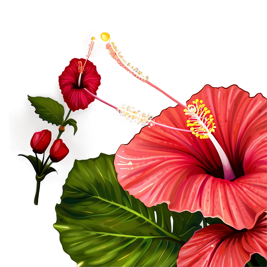 Hibiscus Close-up Png 30