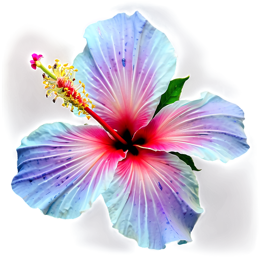 Hibiscus Fantasy Png 05232024