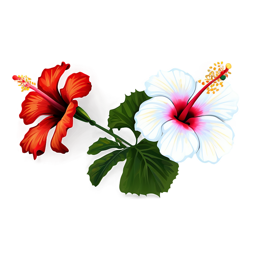 Hibiscus Flower Outline Png 43