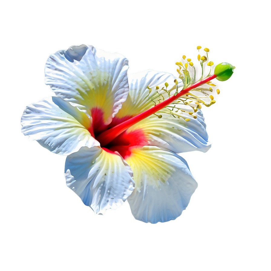 Hibiscus Flower Outline Png 62