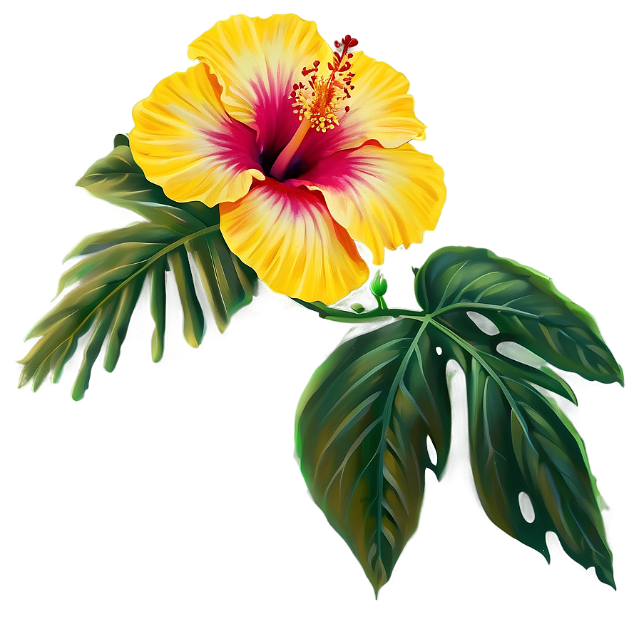 Hibiscus Flower PNG bli98 PNG with transparent background