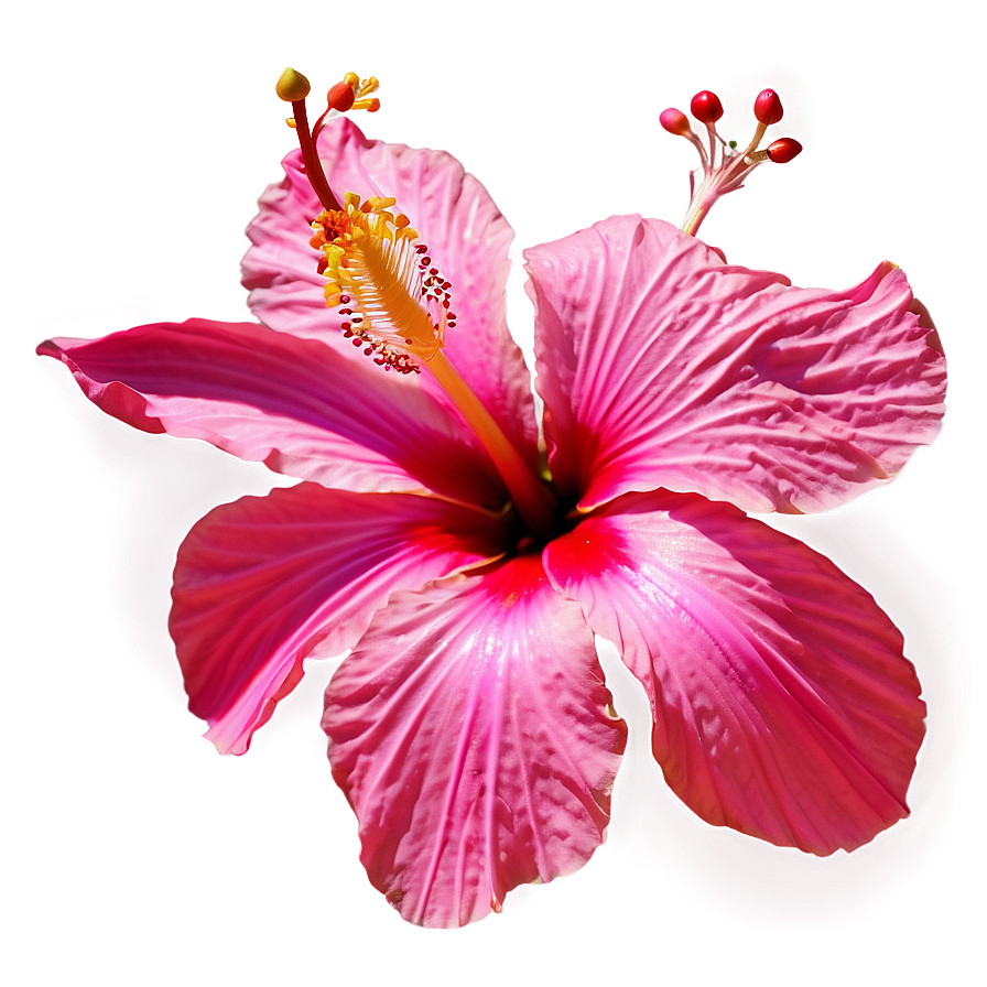 Hibiscus Flower PNG bsr PNG with transparent background