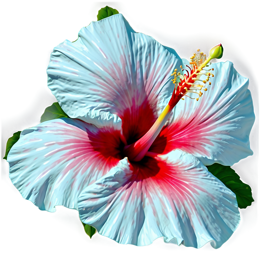 Hibiscus In Bloom Png 71