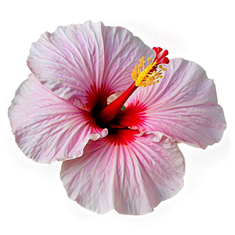 Hibiscus Petal Png Gic58