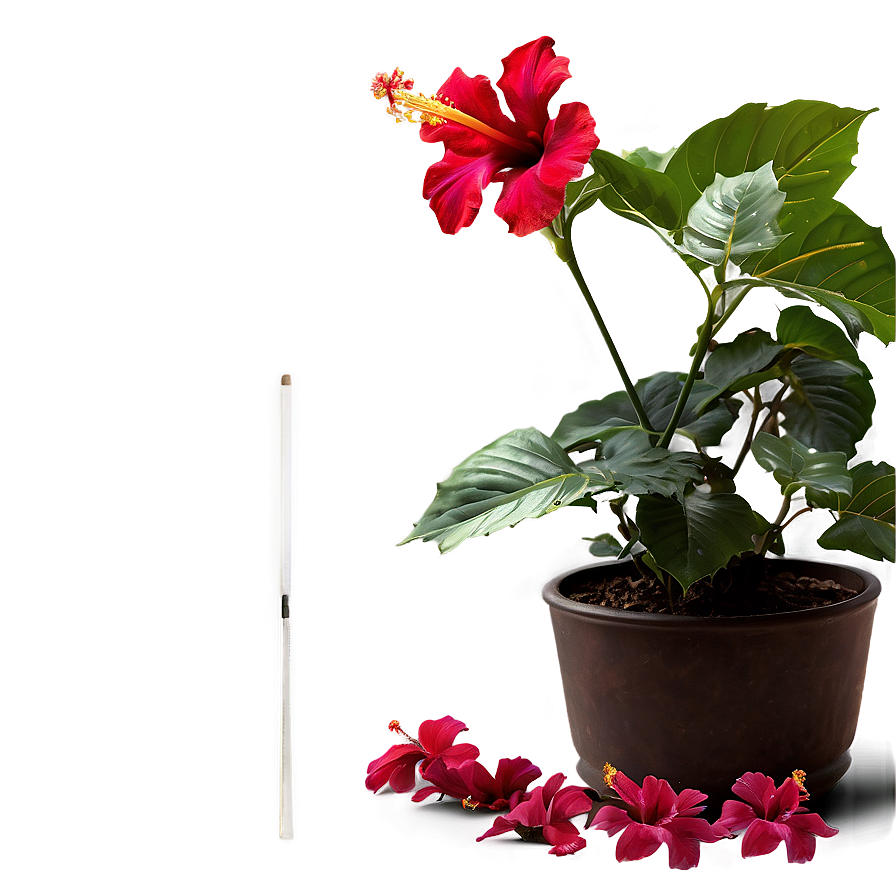 Hibiscus Plant Png 05232024