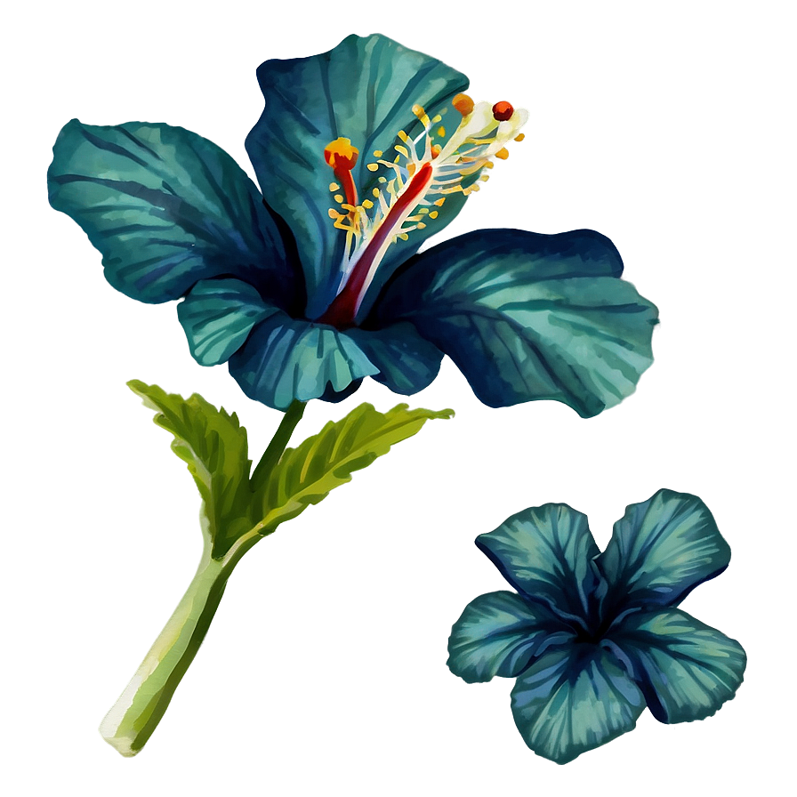 Hibiscus Watercolor Png 05232024