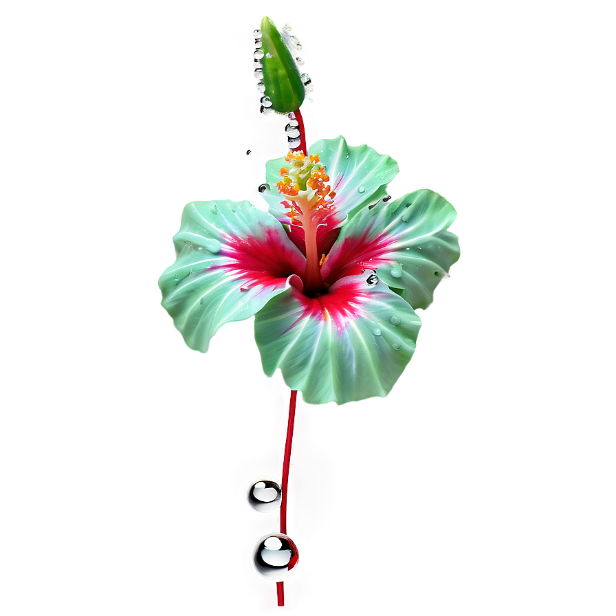 Hibiscus With Dew Png 05232024