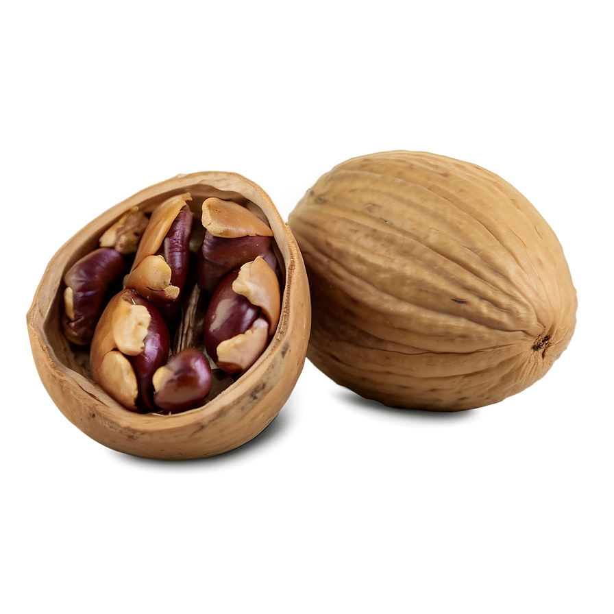 Hickory Nut Png Ixl