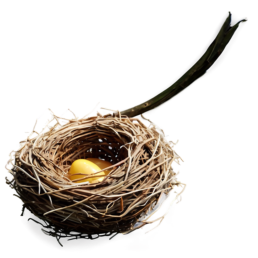 High-quality Bird Nest Png 06212024