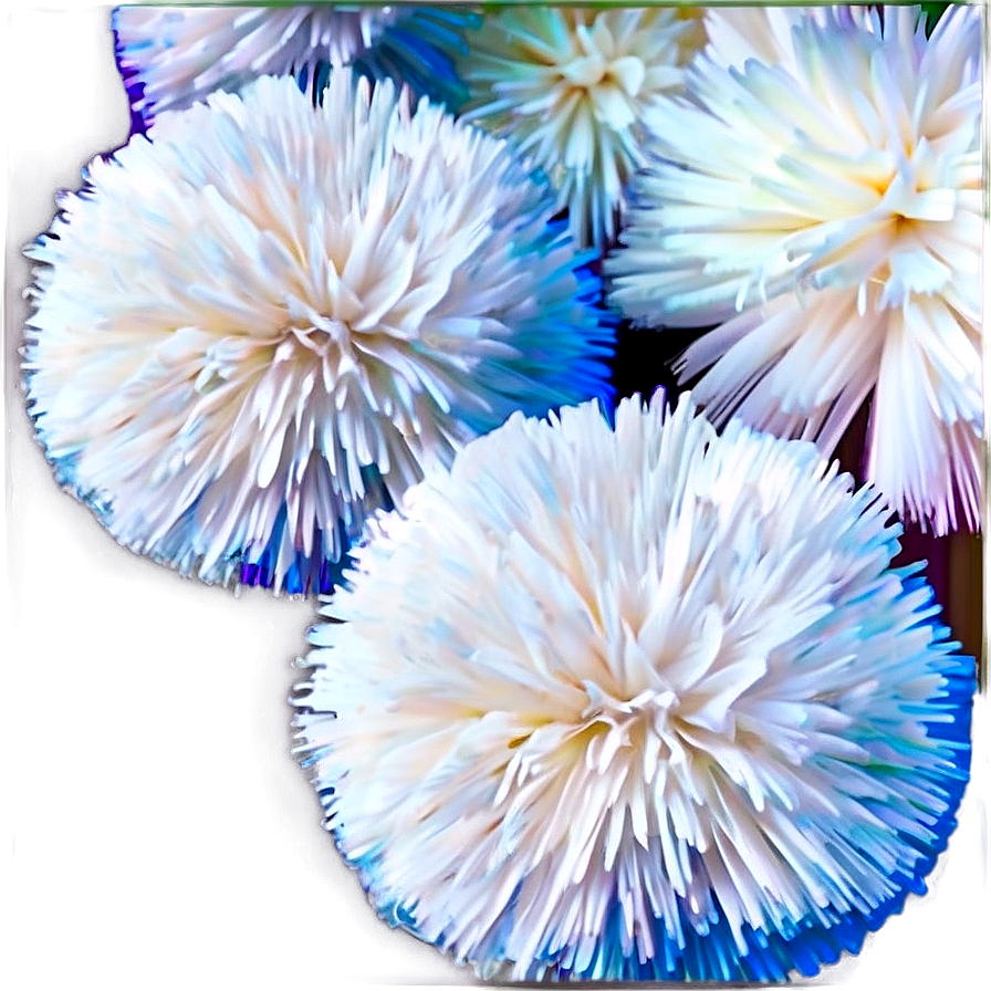 High Quality Pom Poms Png 06132024