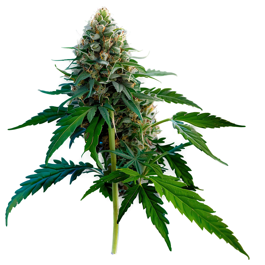 High-Quality Weed PNG 58 PNG with transparent background