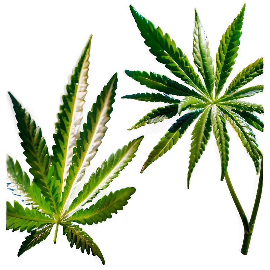 High-Quality Weed PNG 88 PNG with transparent background