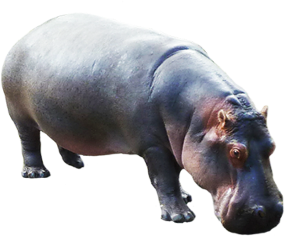 Hippo Png, Transparent Png PNG with transparent background