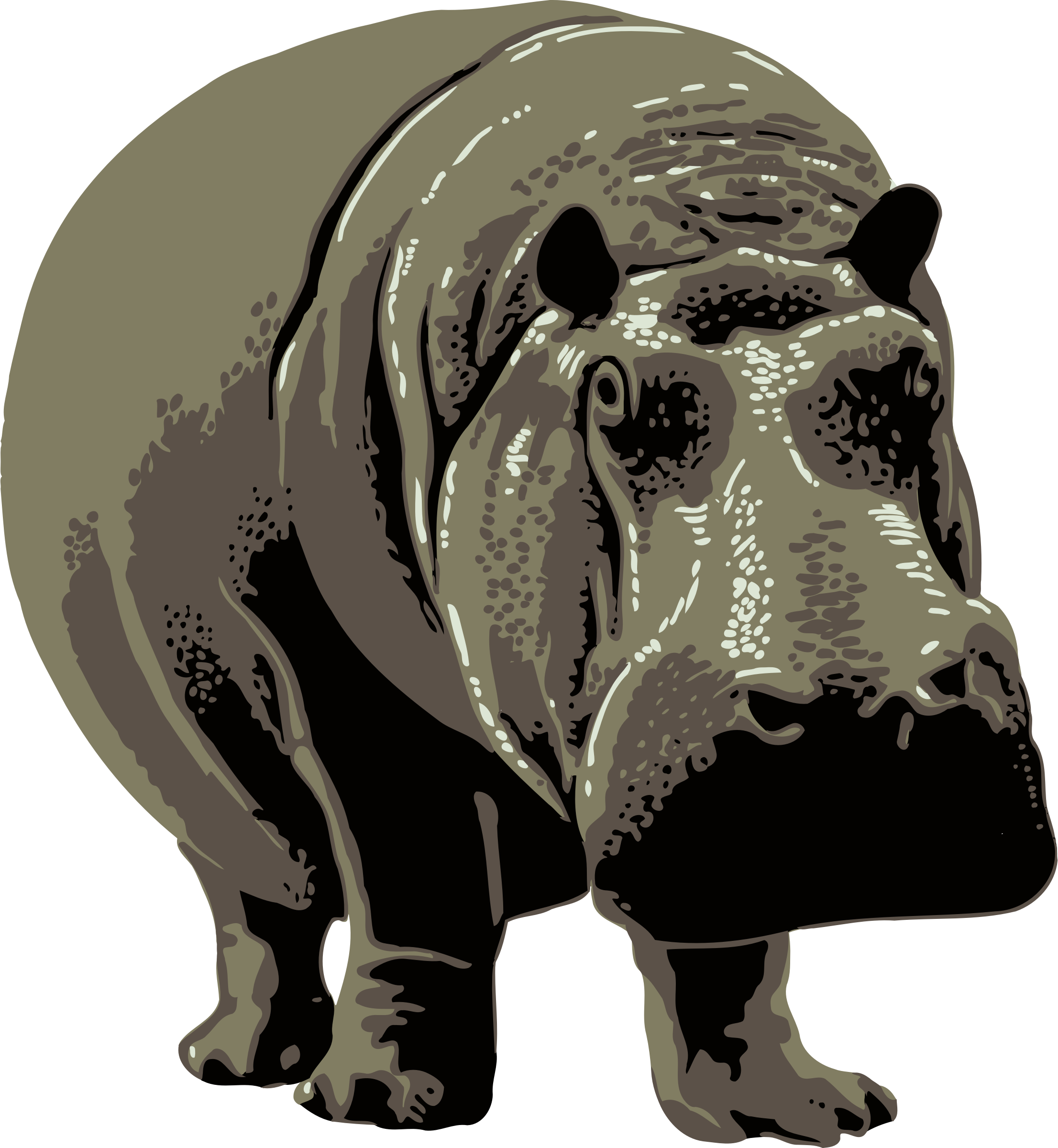 Hippopotamus, HD Png Download PNG with transparent background