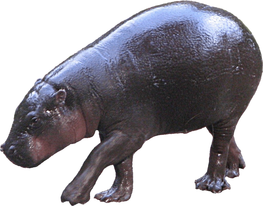 Hippopotamus Png Free Pic, Transparent Png PNG with transparent background