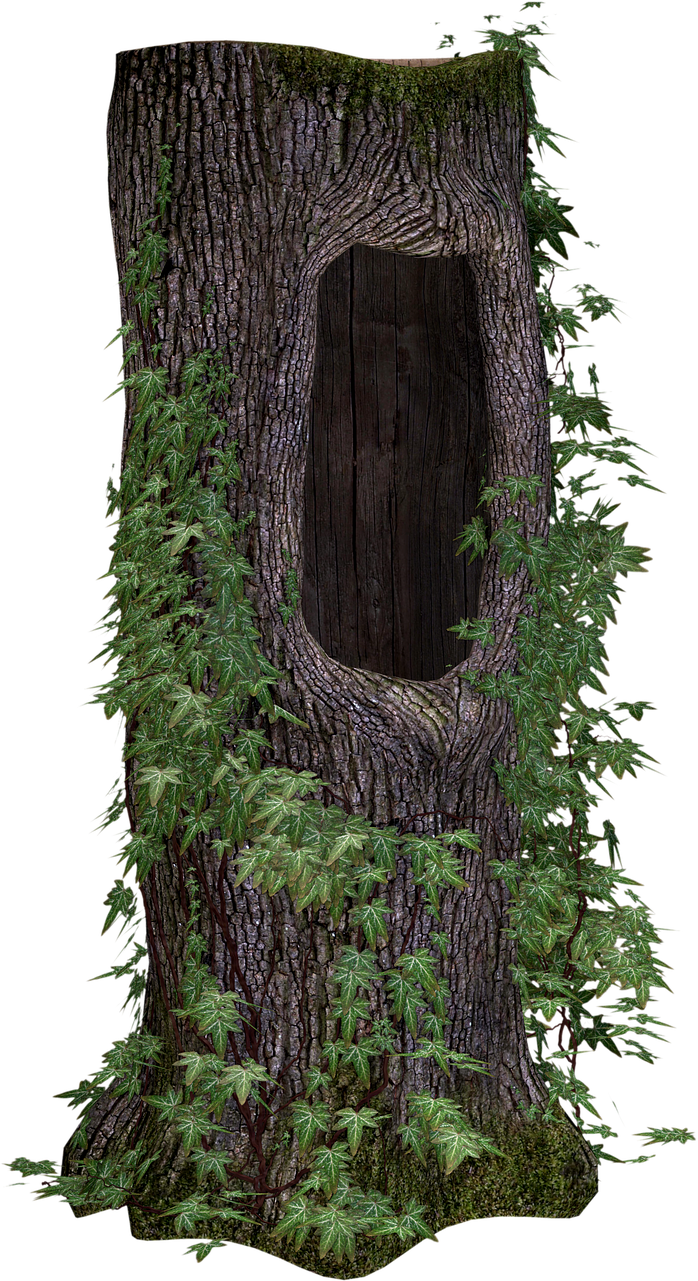 Hollow_ Tree_ Trunk_with_ Ferns