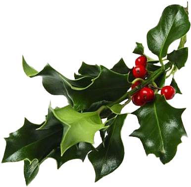 Holly Branch Red Berries.png