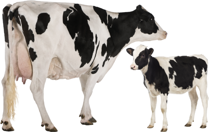 Holstein Friesian Cattle Heck Cattle Jersey Cattle - Heat Stress Cattle Pathway, HD Png Download PNG with transparent background