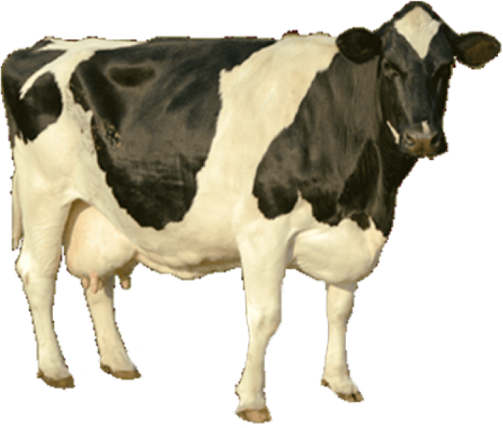 Holstein Friesian Dairy Cow Standing