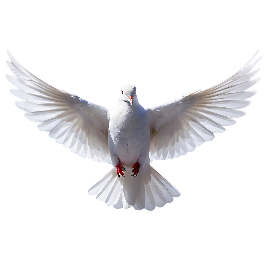 Holy Spirit Dove Png 05042024