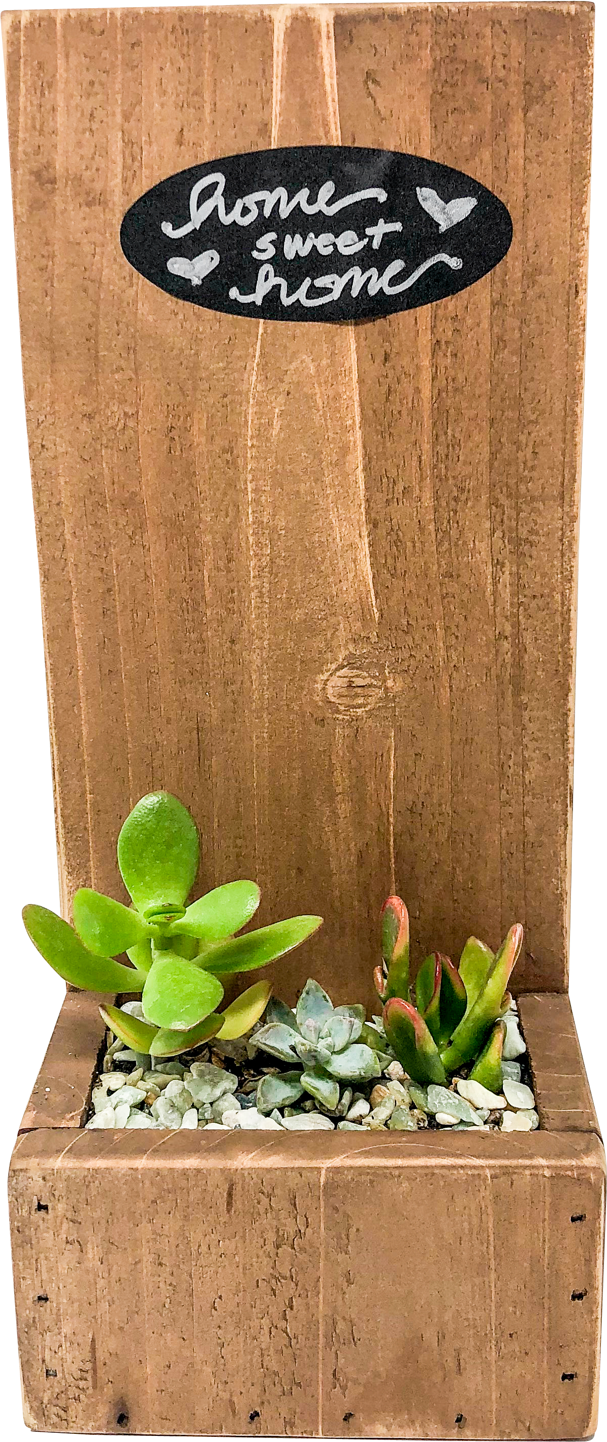 Succulent Png, Transparent Png PNG with transparent background