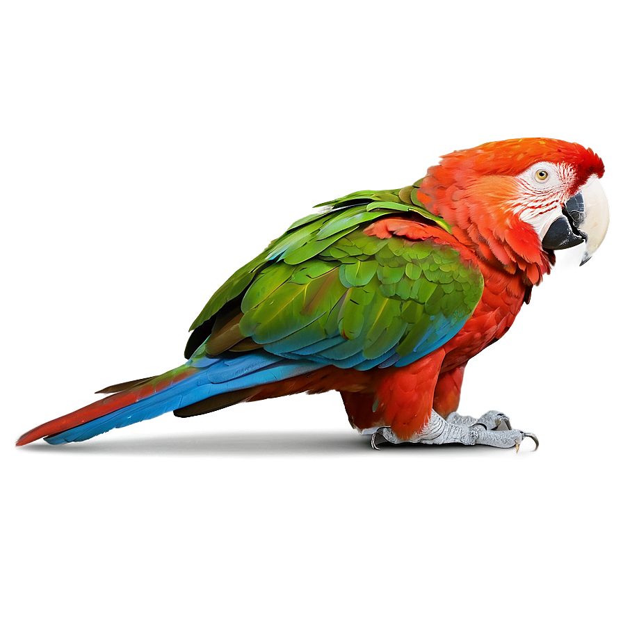 Honduran Red Macaw Png 2