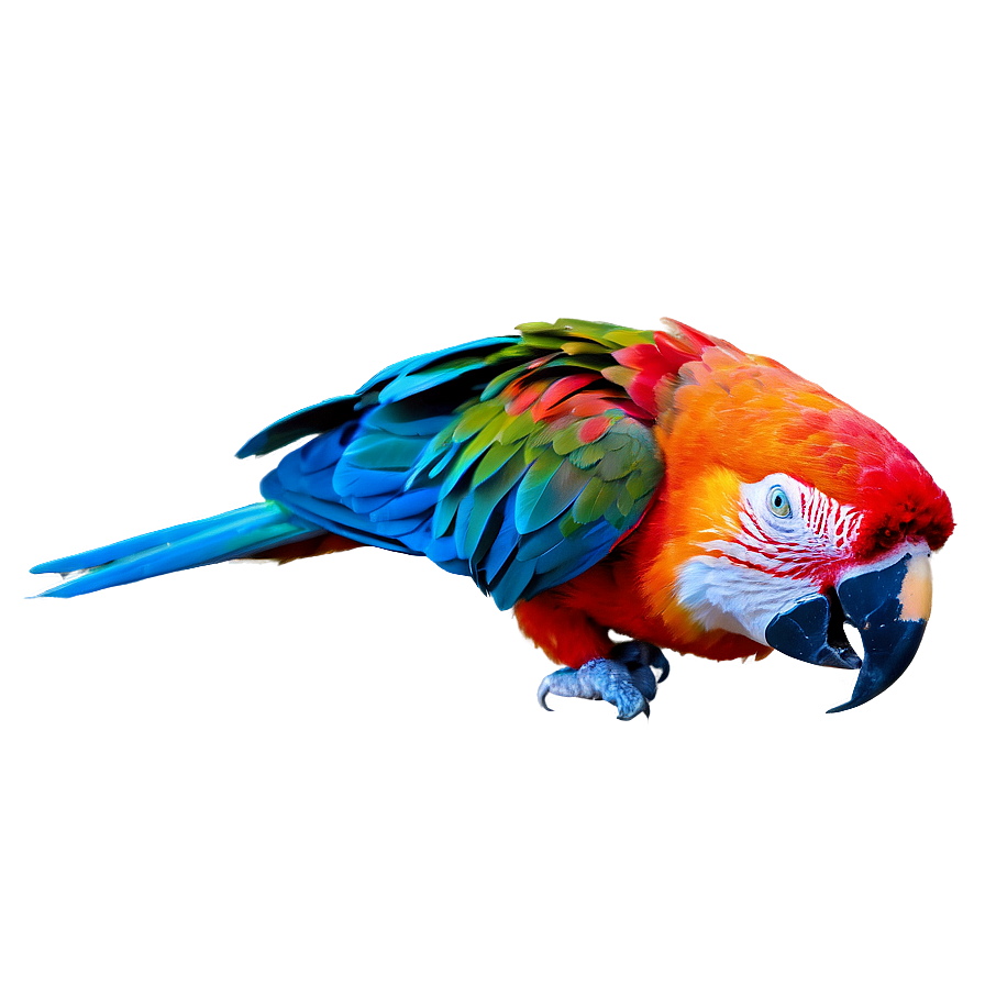 Honduran Red Macaw PNG 94 PNG image with a transparent background, free high-resolution download