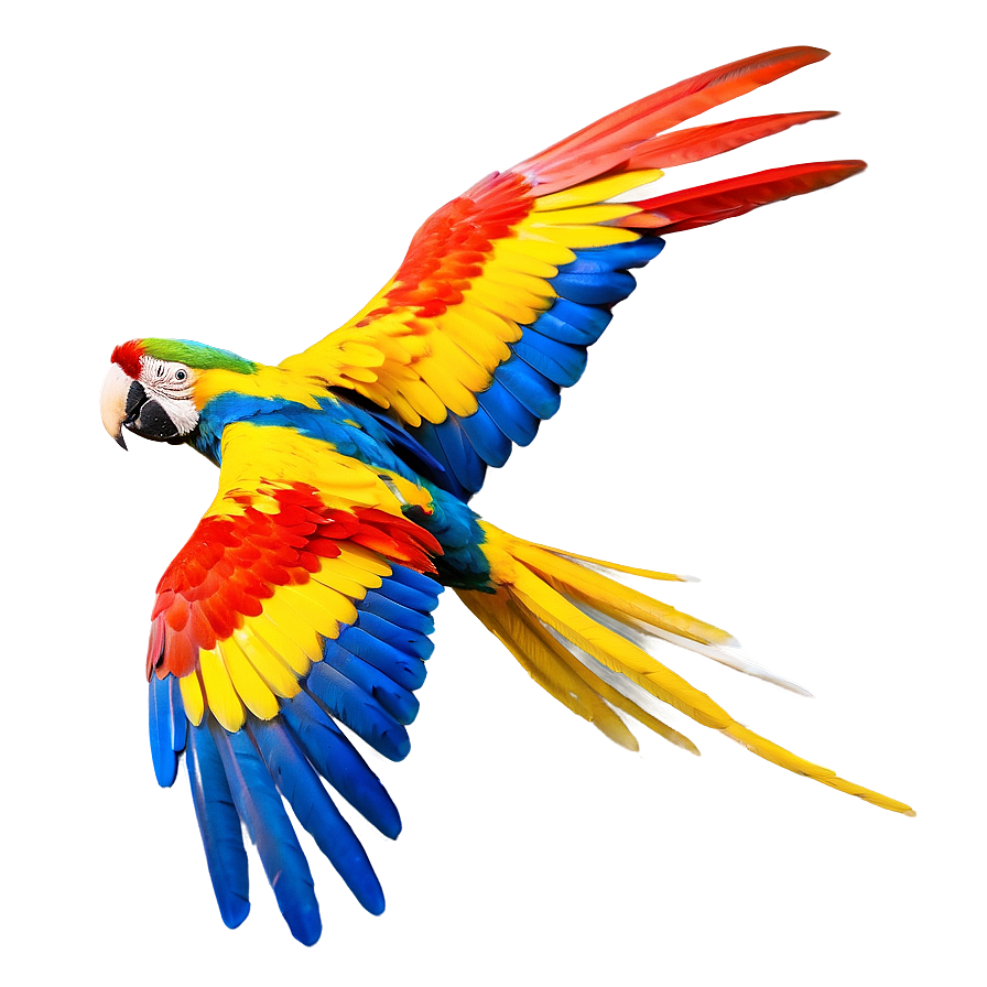 Honduras Scarlet Macaw In Flight Png Oel