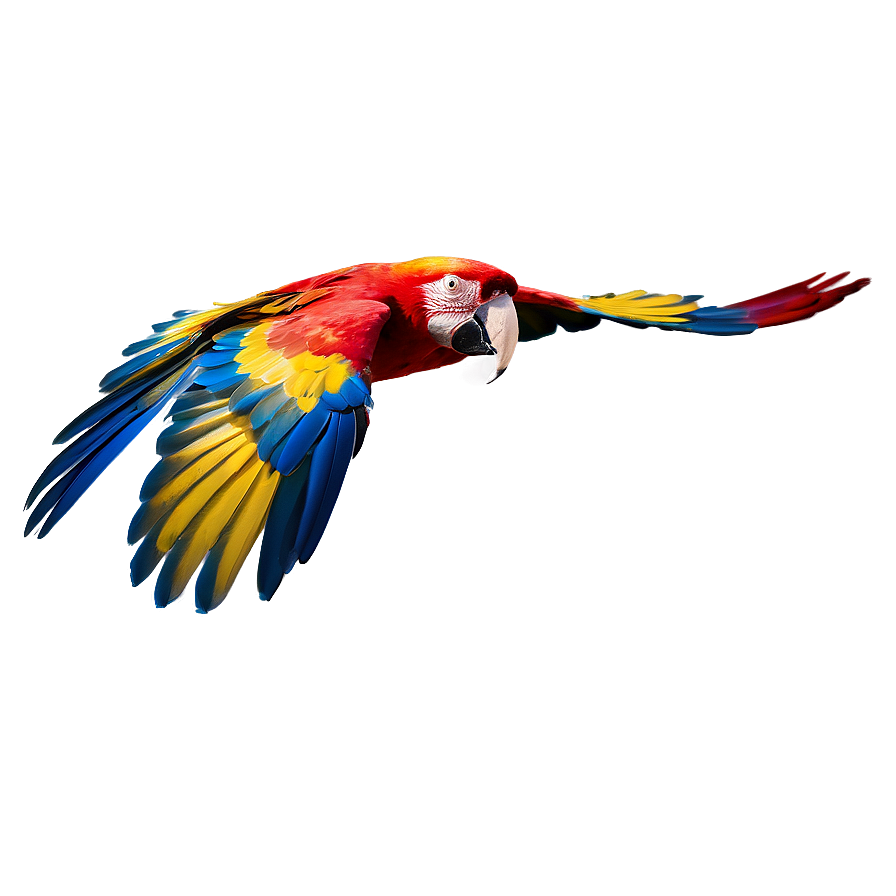 Honduras Scarlet Macaw In Flight Png Vgv25