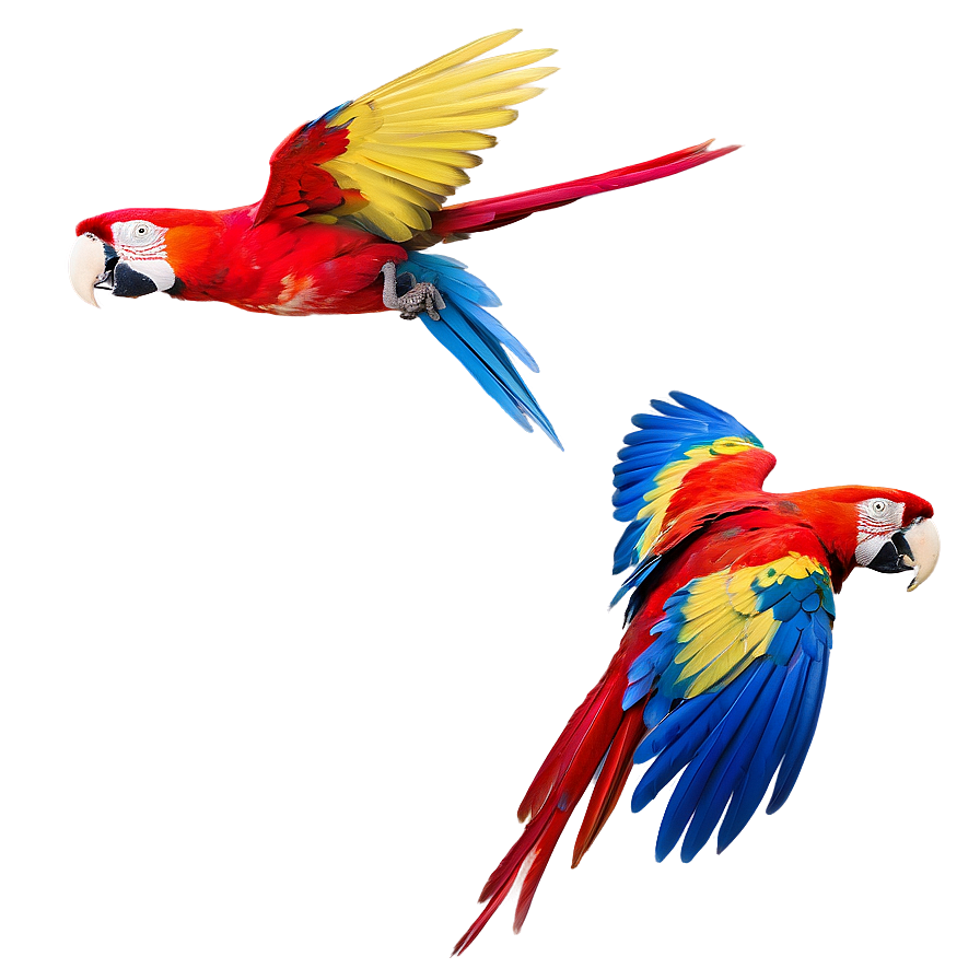 Honduras Scarlet Macaw In Flight Png Xhf