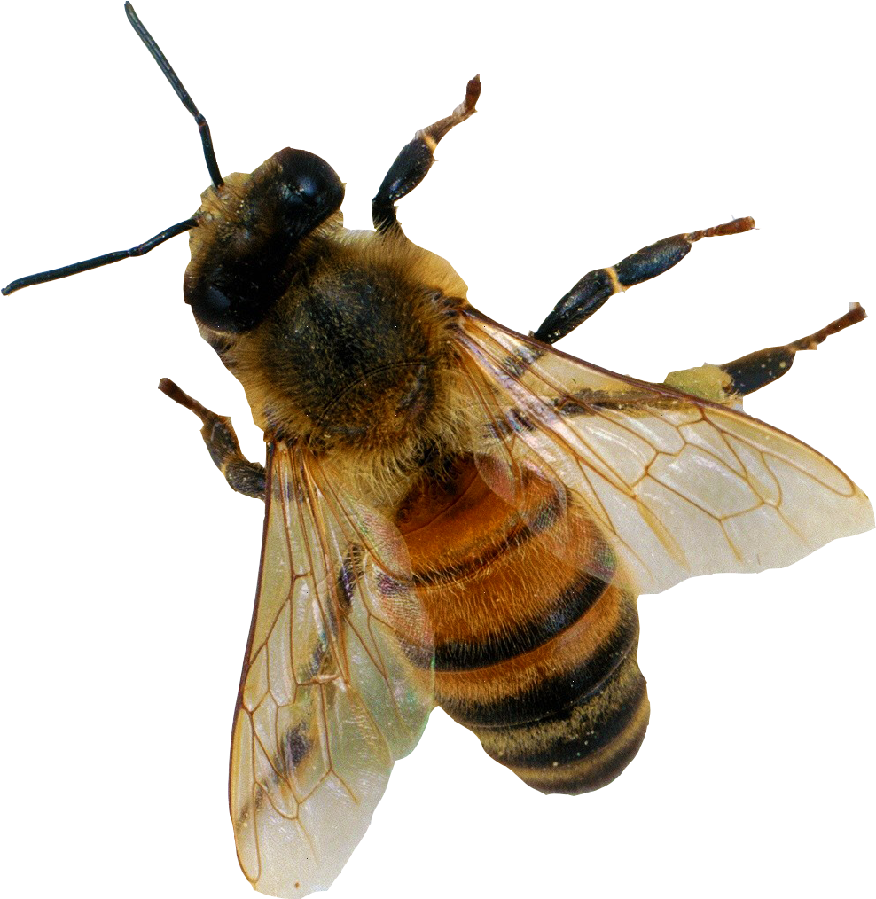 Honey Bee In Flight.png