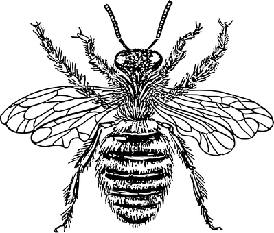 Honey Jar Spoon Drizzle.jpg PNG with transparent background
