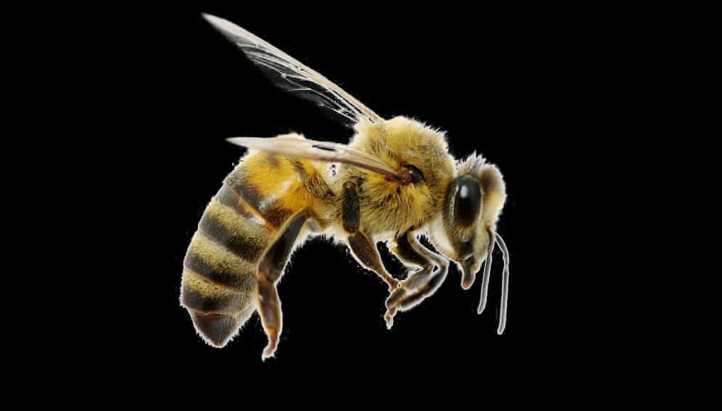 Bee Png Image Download - Bee With A Top Hat, Transparent Png PNG with transparent background