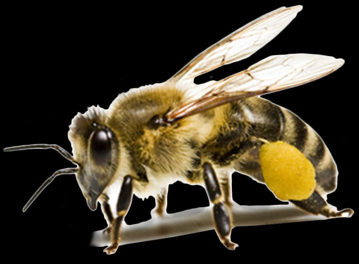 Honeybee With Pollen Basket