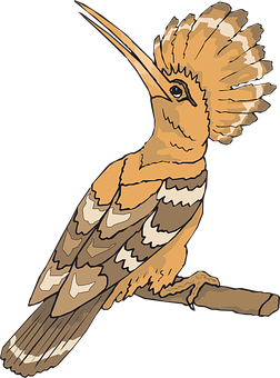 Hoopoe Bird Illustration