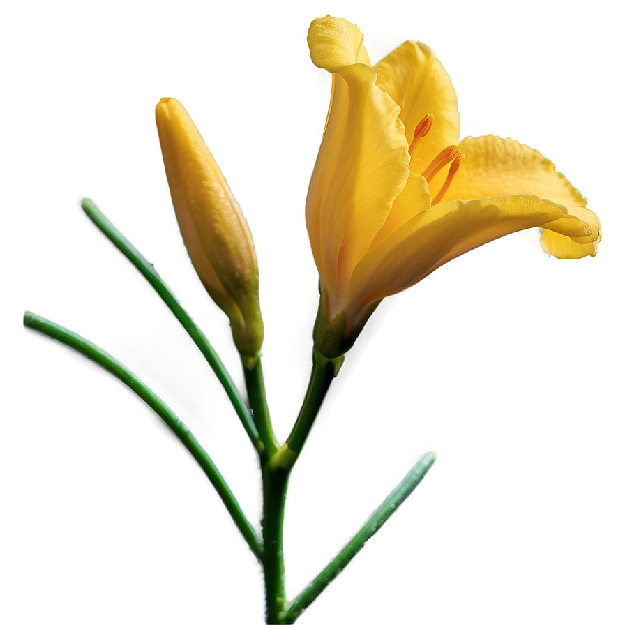 Hopeful Freesia Png Sln6