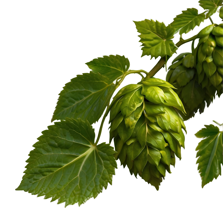 Hops Leaf Texture Png 06292024