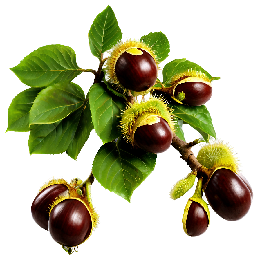 Horse Chestnut PNG pjp95 PNG with transparent background