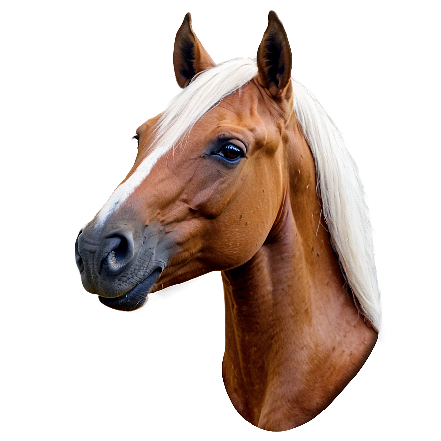 Horse Head Png 05032024