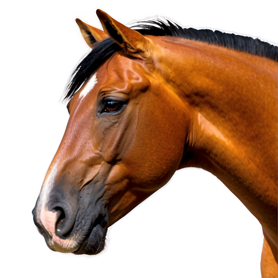 Horse Head Png Ecg