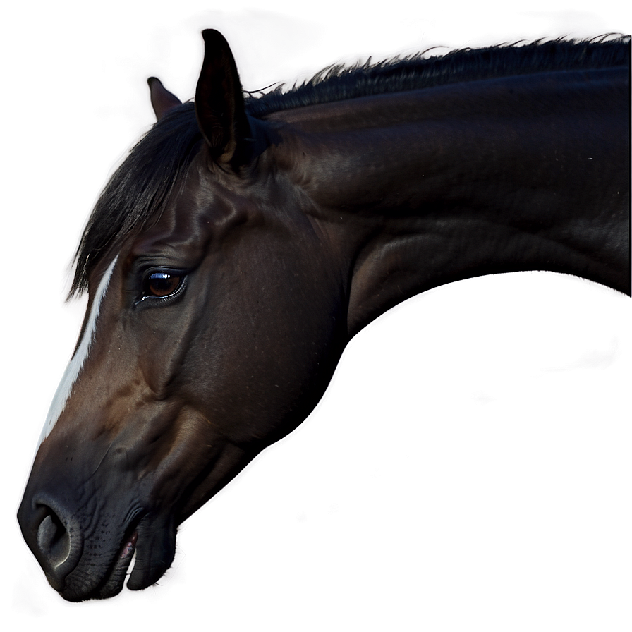 Horse Headshot Png Pfn