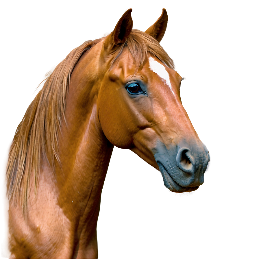 Horse Outline Png Gos10