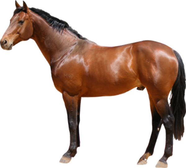 Horse Png Free Image Download - Horse Png, Transparent Png PNG with transparent background