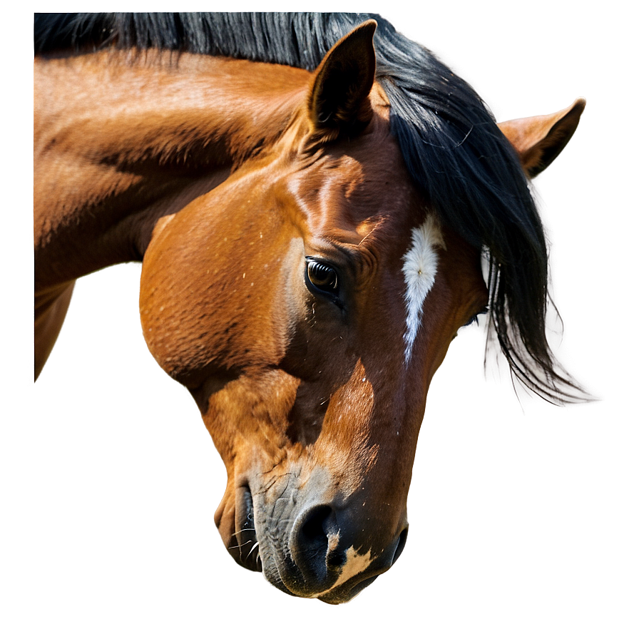 Horse Profile Png 30