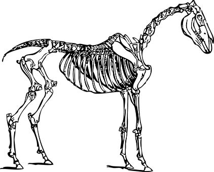 Horse Skeleton Illustration PNG with transparent background