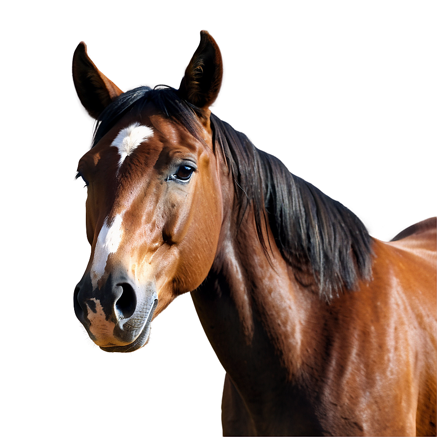 Horse Vector Png 87