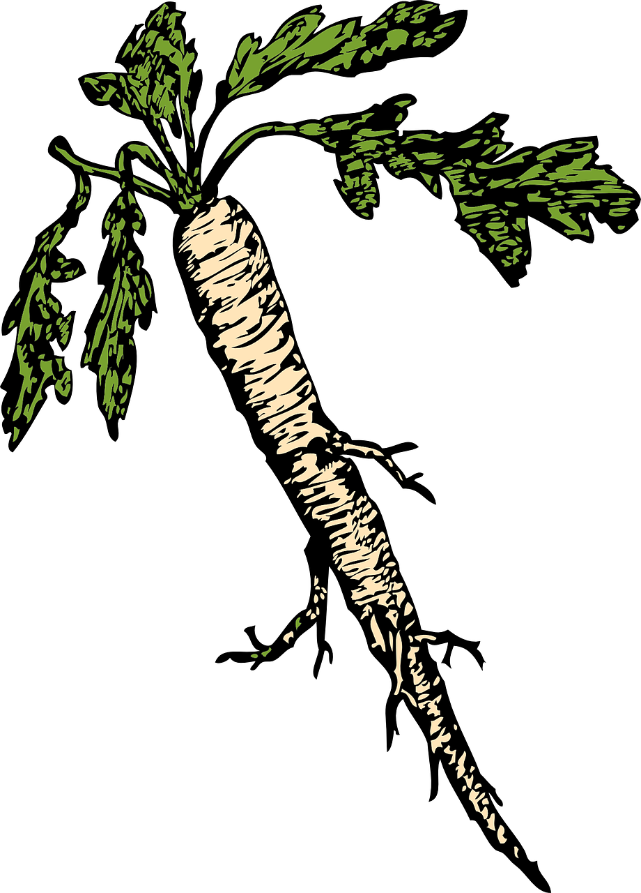 Horseradish Root Illustration PNG with transparent background